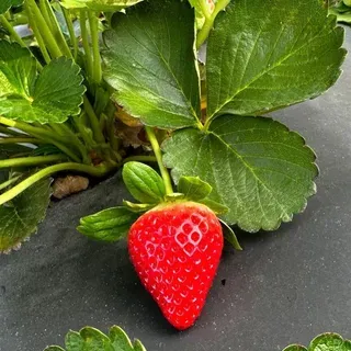 thumbnail for publication: A Review of Strawberry Production and Price Trends from 2010 to 2022